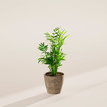 Neanthe Bella Palm
