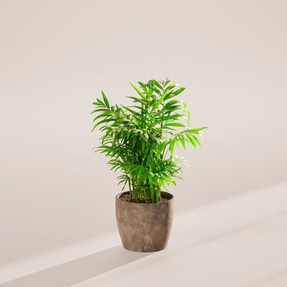 Neanthe Bella Palm