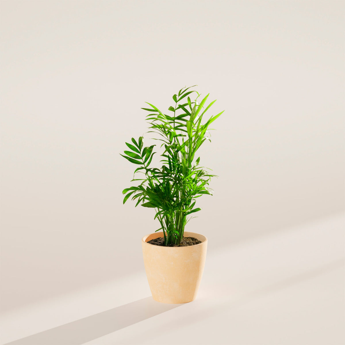 Neanthe Bella Palm