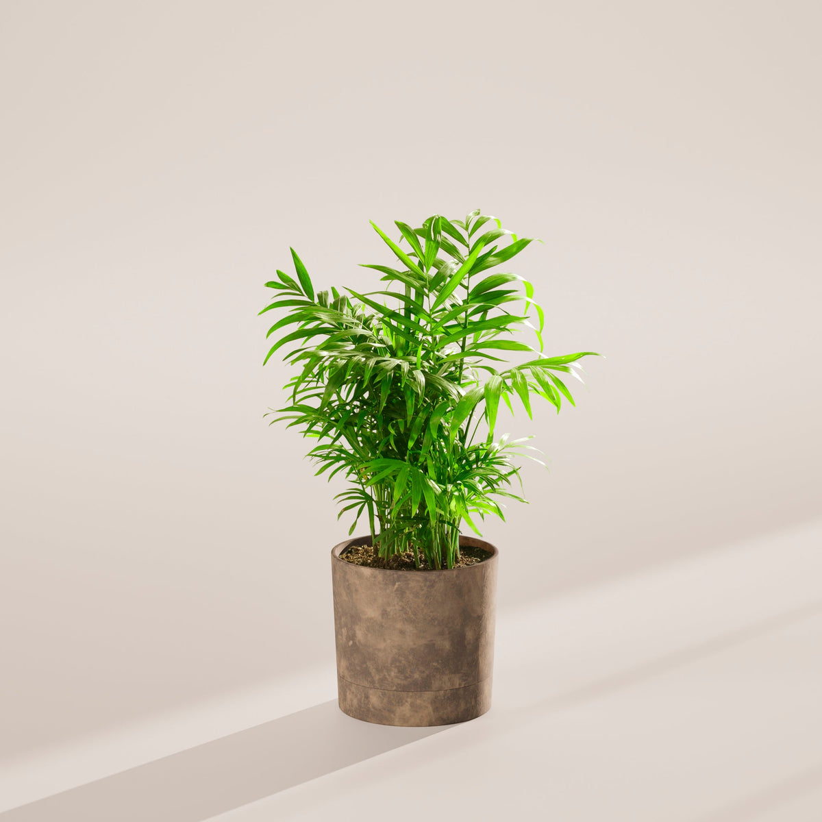 Neanthe Bella Palm