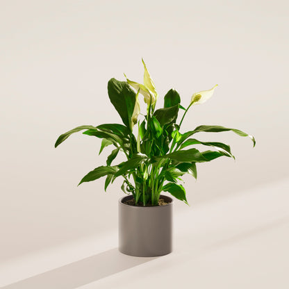 Peace Lily (Spathiphyllum)