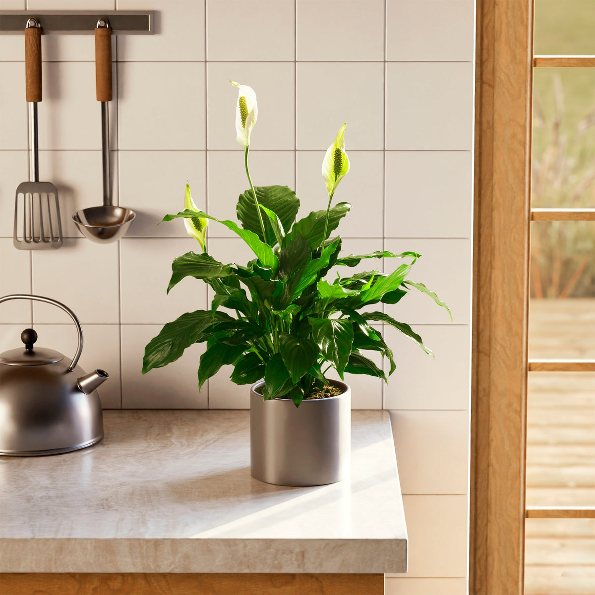 Peace Lily (Spathiphyllum)