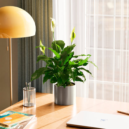 Peace Lily (Spathiphyllum)