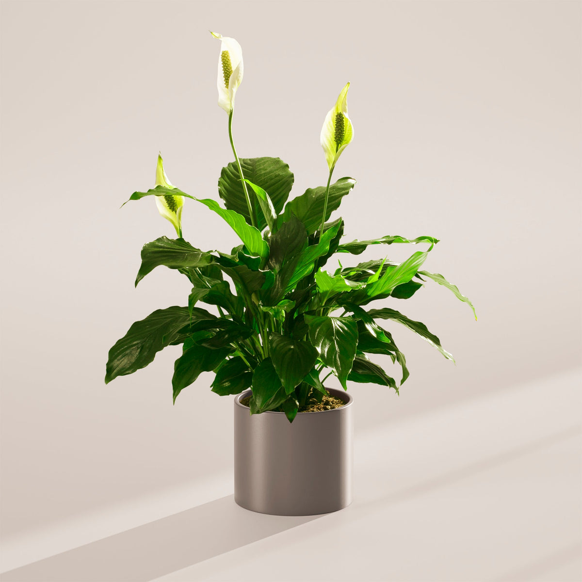 Peace Lily (Spathiphyllum)
