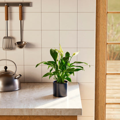 Peace Lily (Spathiphyllum)