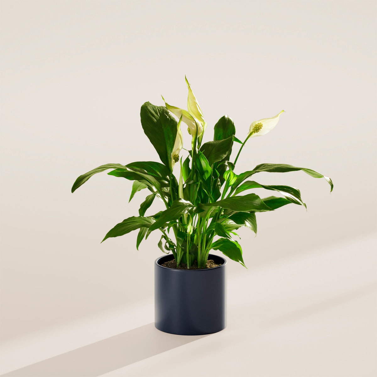 Peace Lily (Spathiphyllum)