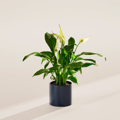 Peace Lily (Spathiphyllum)