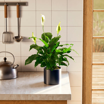 Peace Lily (Spathiphyllum)