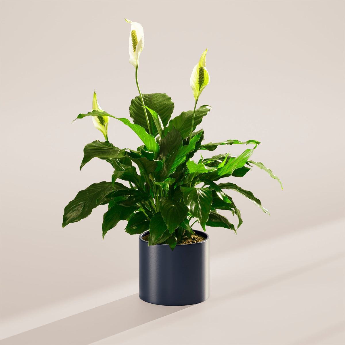 Peace Lily (Spathiphyllum)