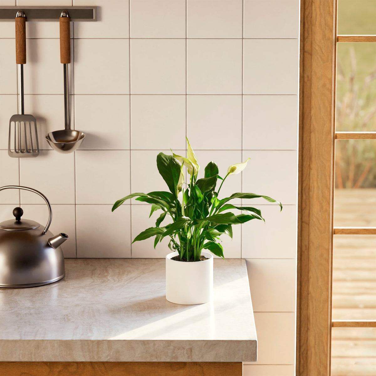 Peace Lily (Spathiphyllum)