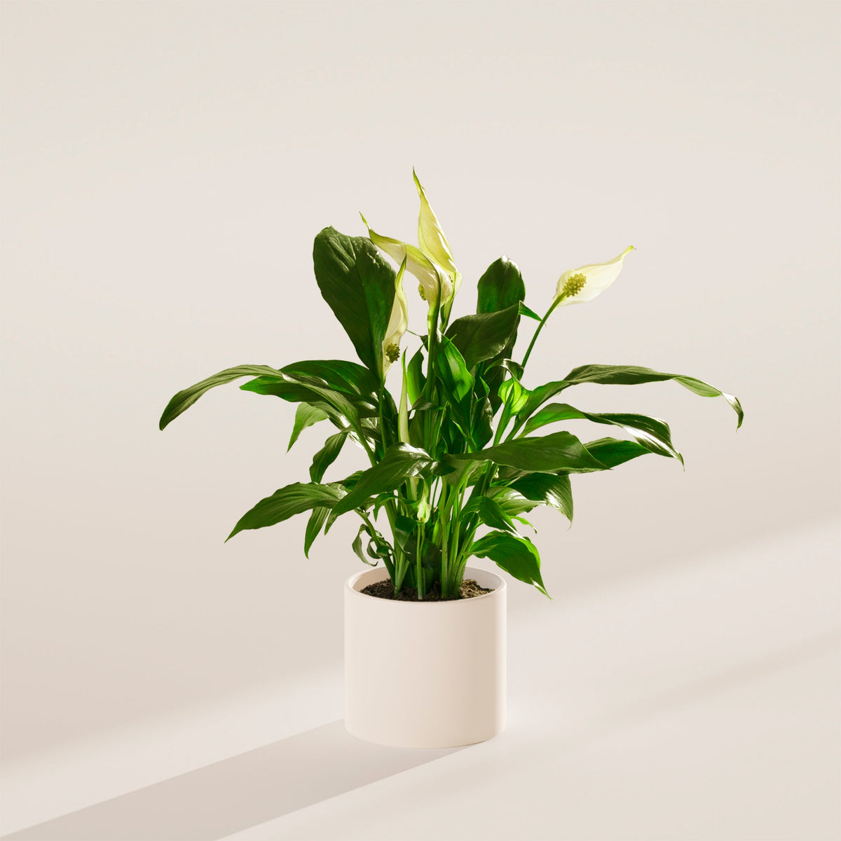 Peace Lily (Spathiphyllum)