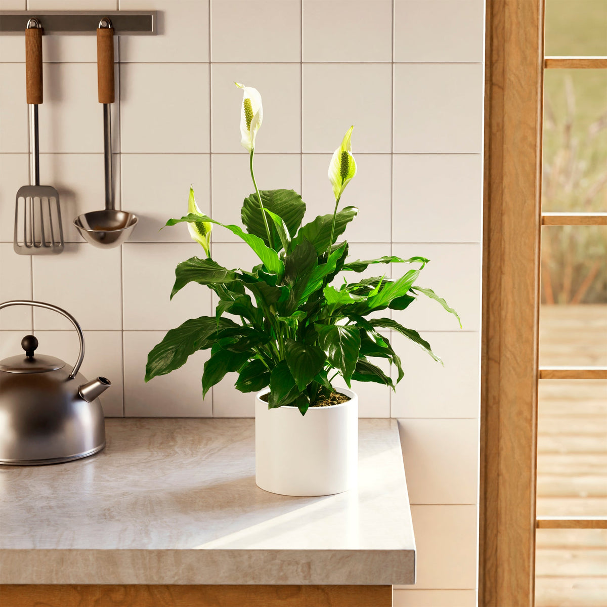 Peace Lily (Spathiphyllum)