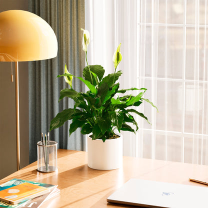 Peace Lily (Spathiphyllum)