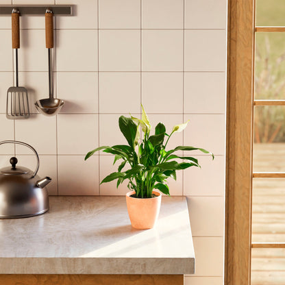 Peace Lily (Spathiphyllum)