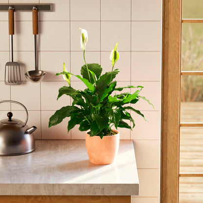 Peace Lily (Spathiphyllum)