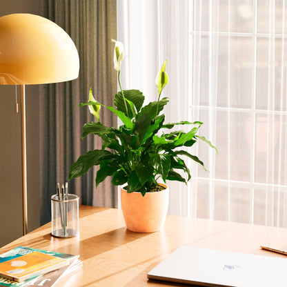 Peace Lily (Spathiphyllum)