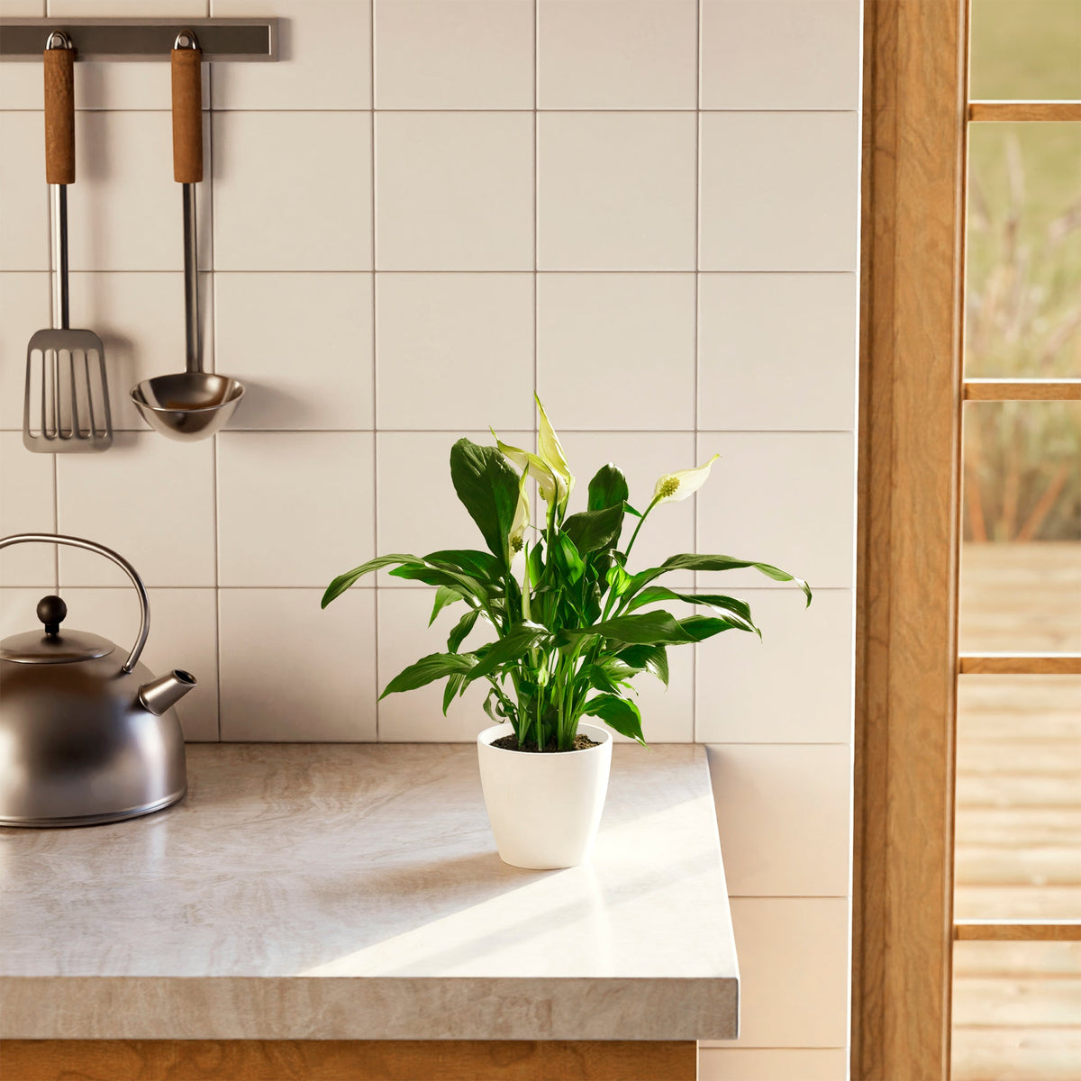 Peace Lily (Spathiphyllum)