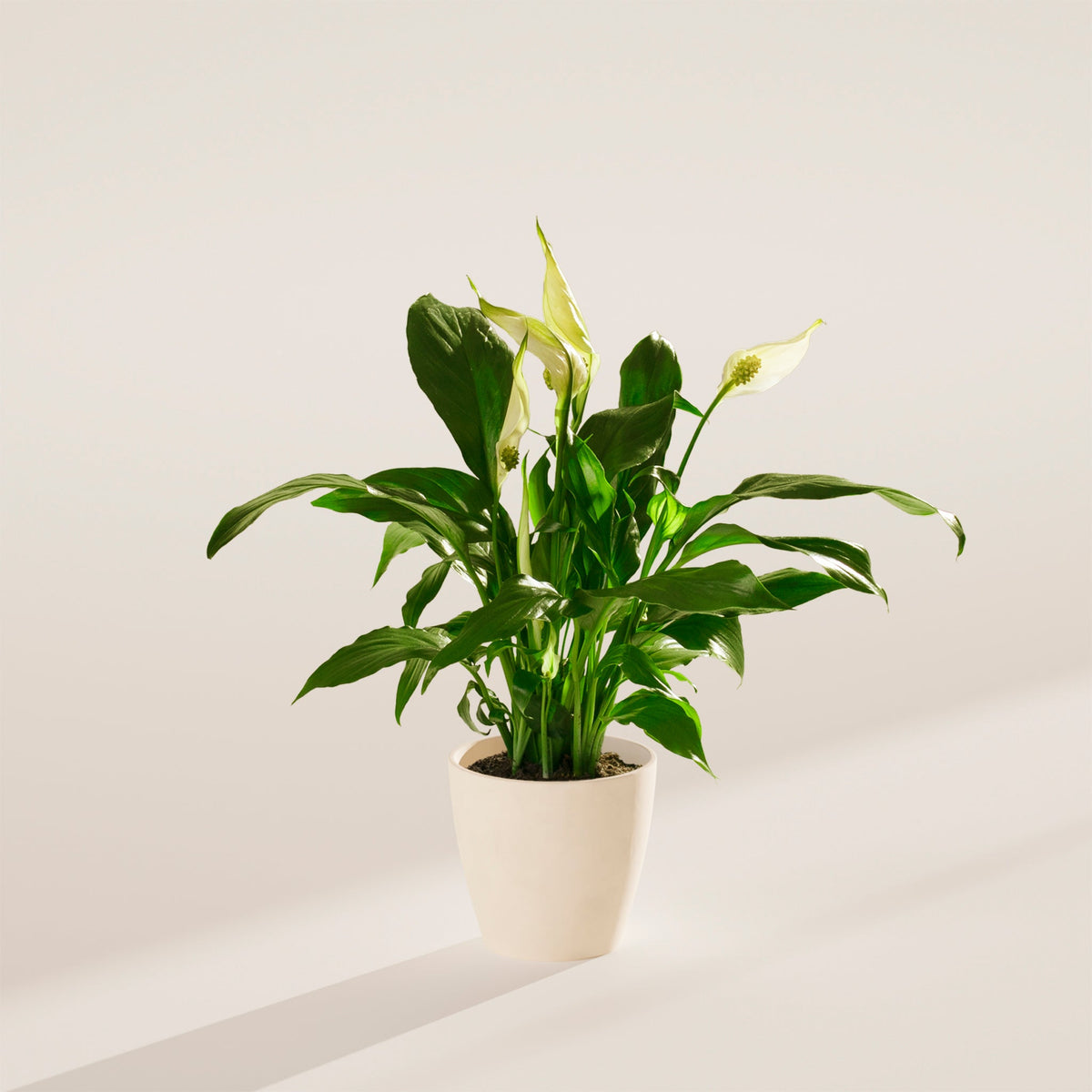 Peace Lily (Spathiphyllum)