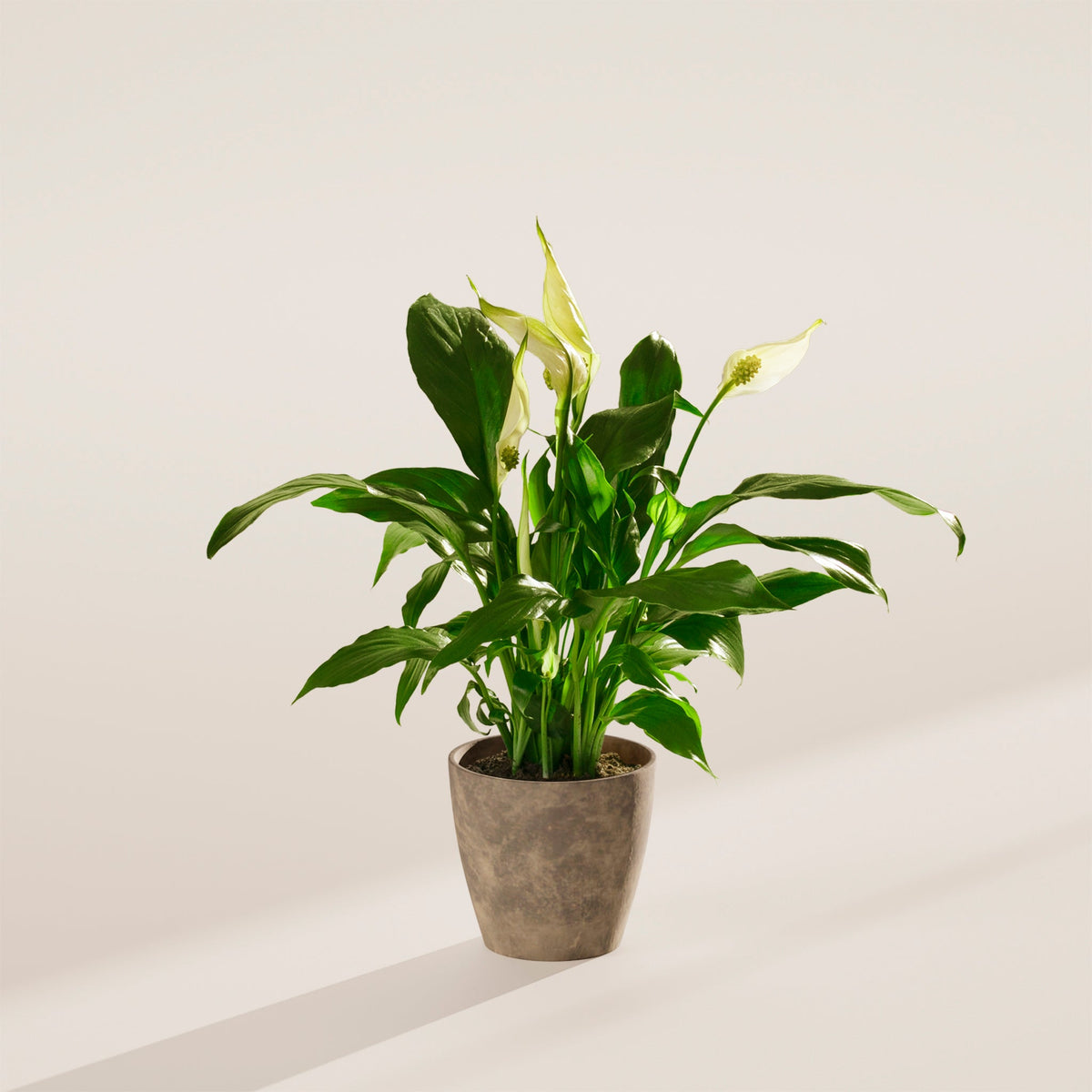 Peace Lily (Spathiphyllum)