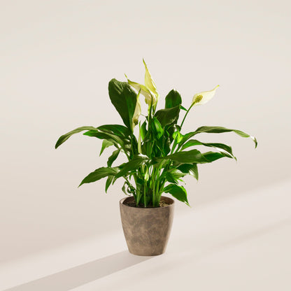 Peace Lily (Spathiphyllum)