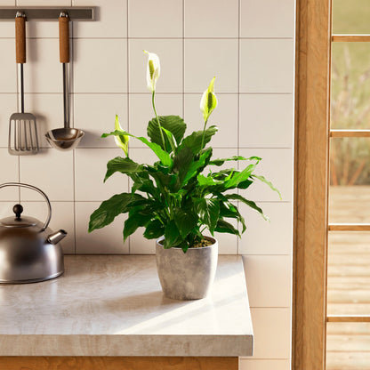 Peace Lily (Spathiphyllum)
