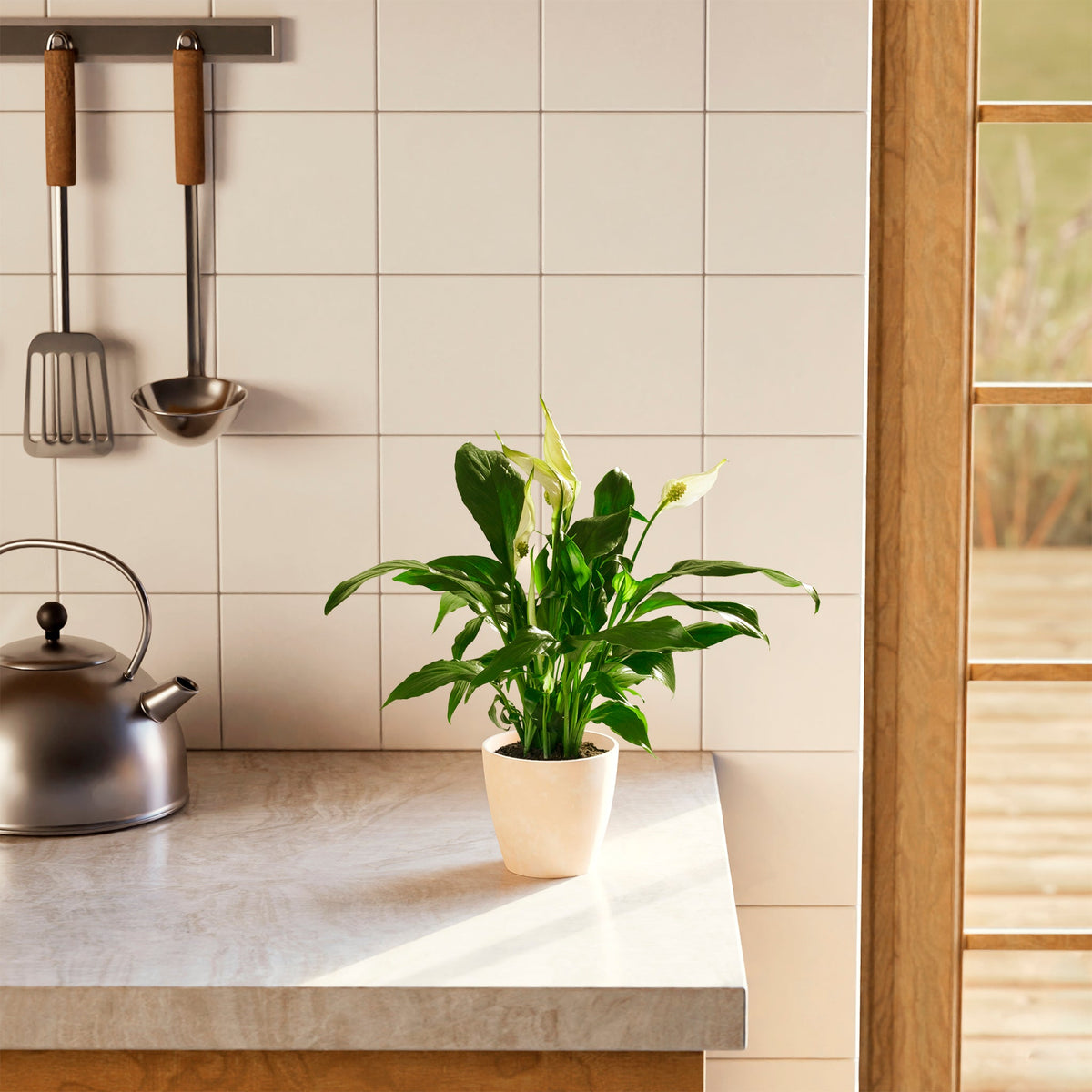 Peace Lily (Spathiphyllum)