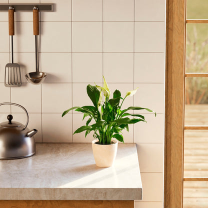 Peace Lily (Spathiphyllum)