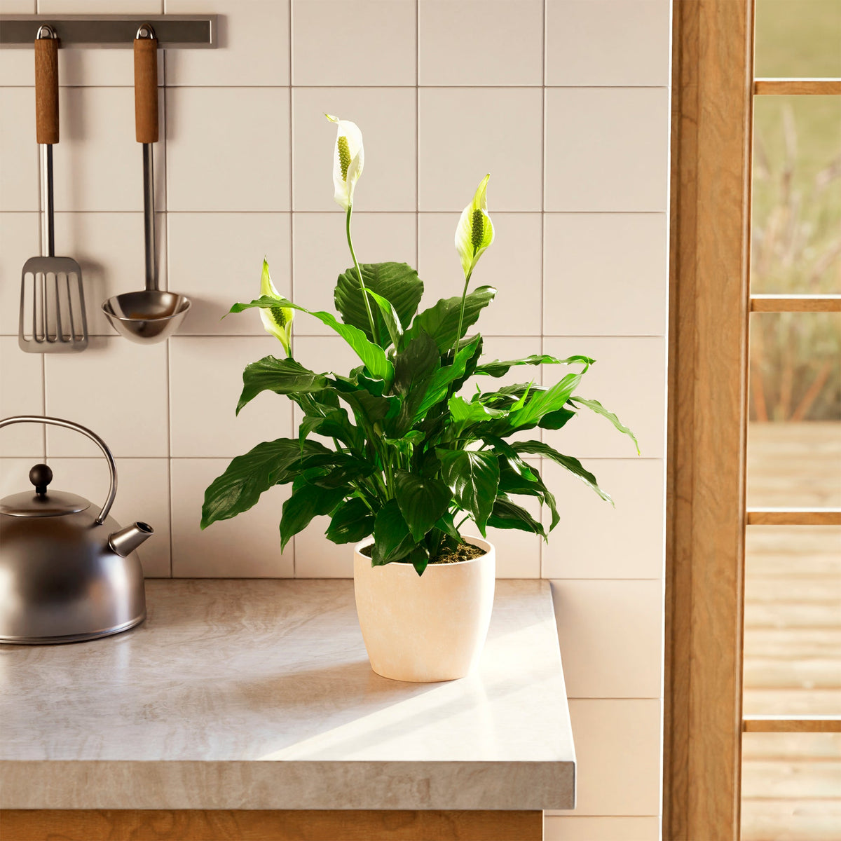 Peace Lily (Spathiphyllum)