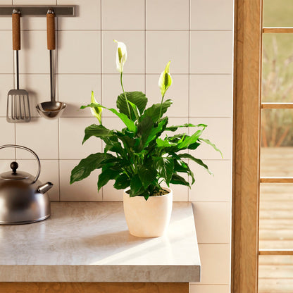 Peace Lily (Spathiphyllum)