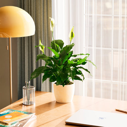 Peace Lily (Spathiphyllum)