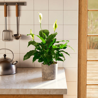 Peace Lily (Spathiphyllum)