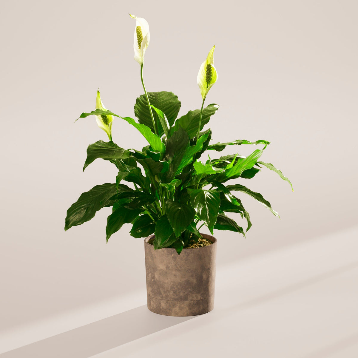 Peace Lily (Spathiphyllum)