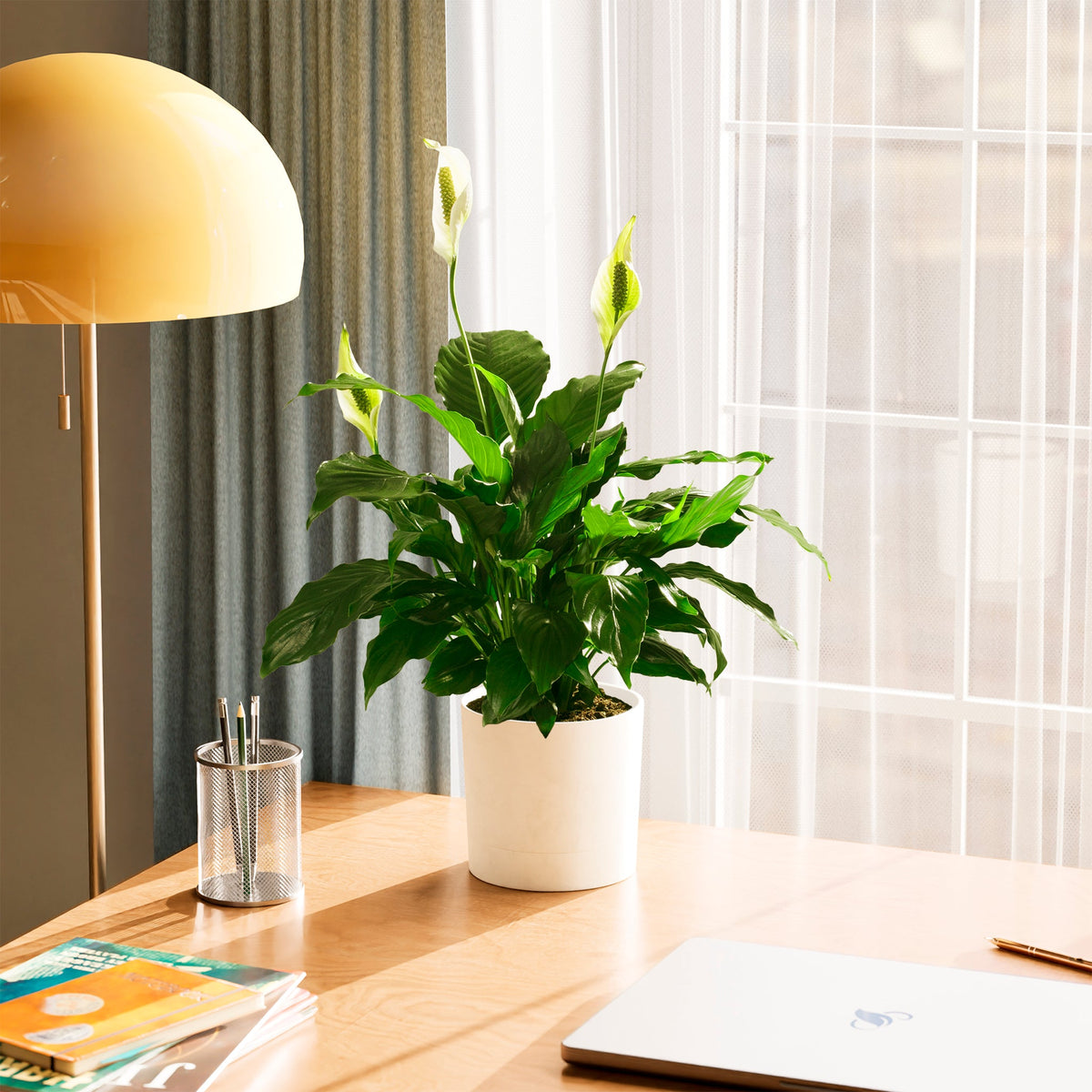 Peace Lily (Spathiphyllum)