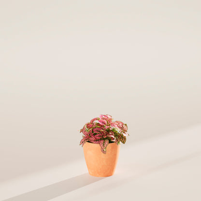 Pink Polka Dot Plant