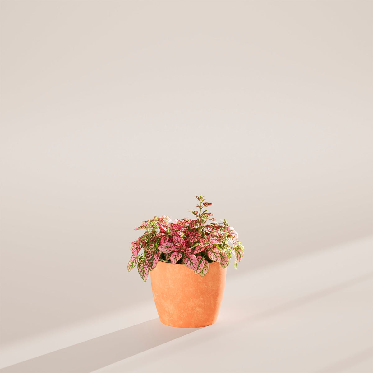 Pink Polka Dot Plant