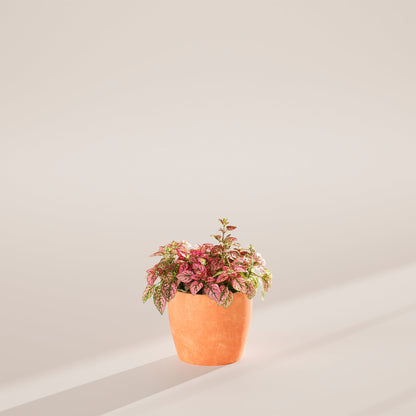 Pink Polka Dot Plant