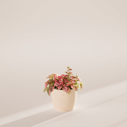 Pink Polka Dot Plant