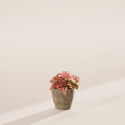 Pink Polka Dot Plant