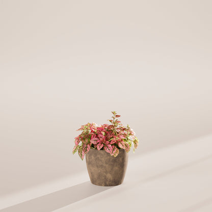 Pink Polka Dot Plant