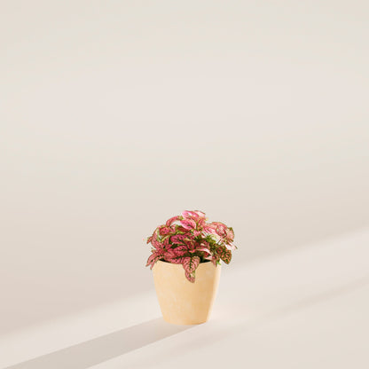 Pink Polka Dot Plant
