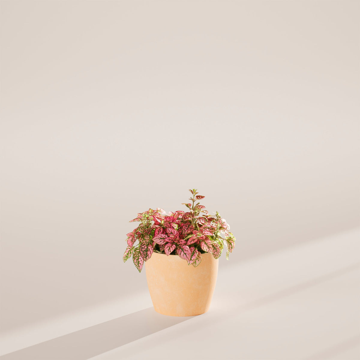 Pink Polka Dot Plant