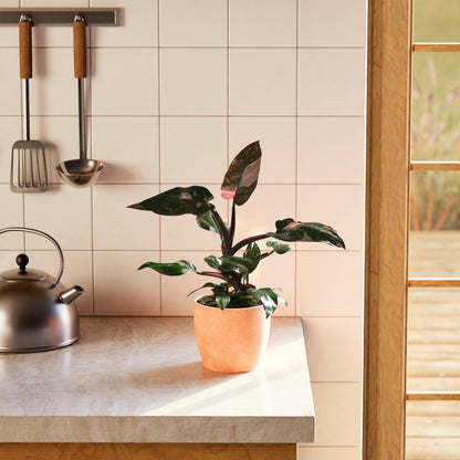 Philodendron Pink Princess