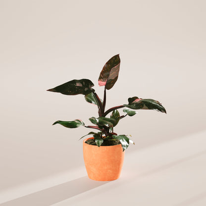 Philodendron Pink Princess