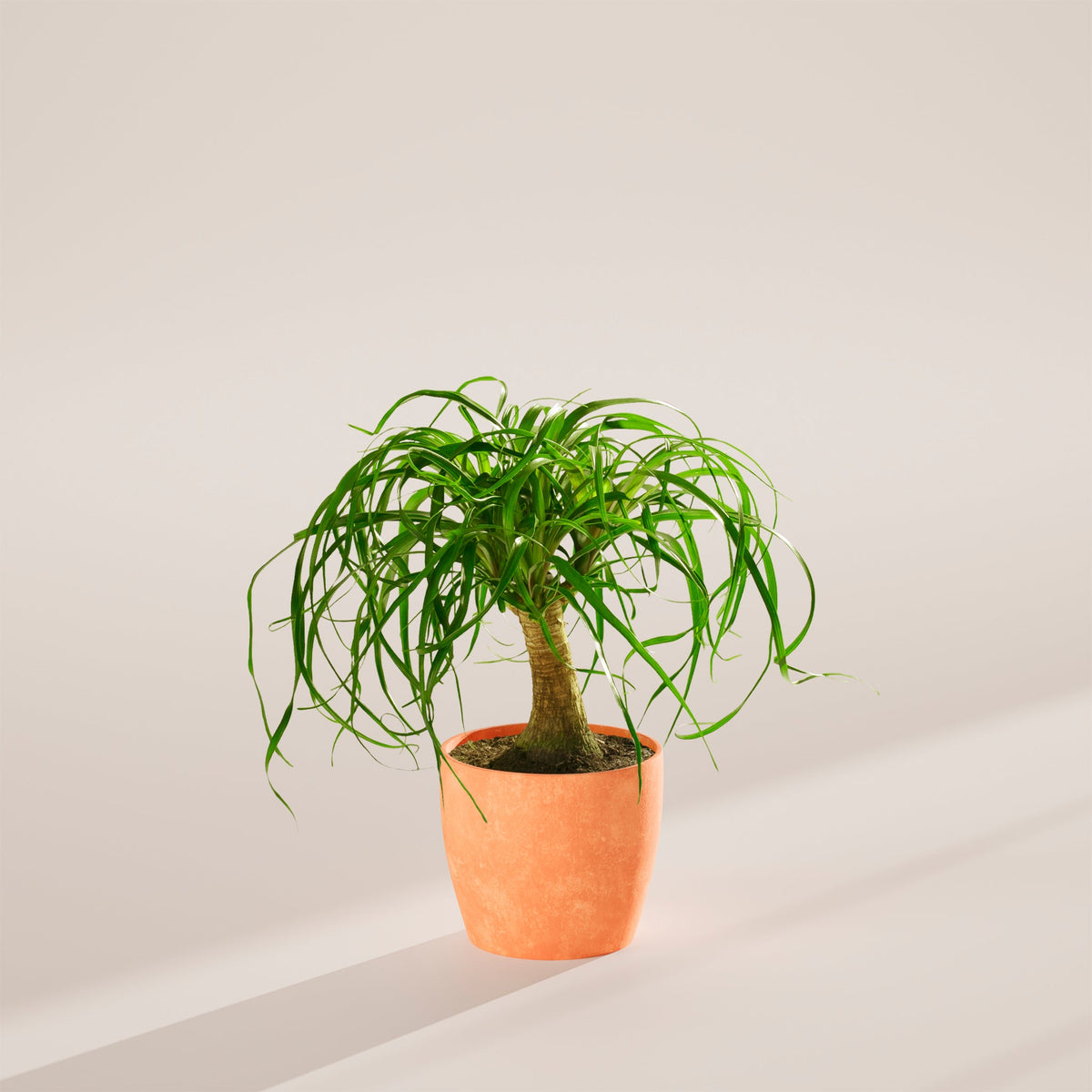 Ponytail Palm Tree