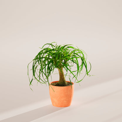 Ponytail Palm Tree