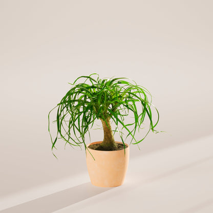 Ponytail Palm Tree