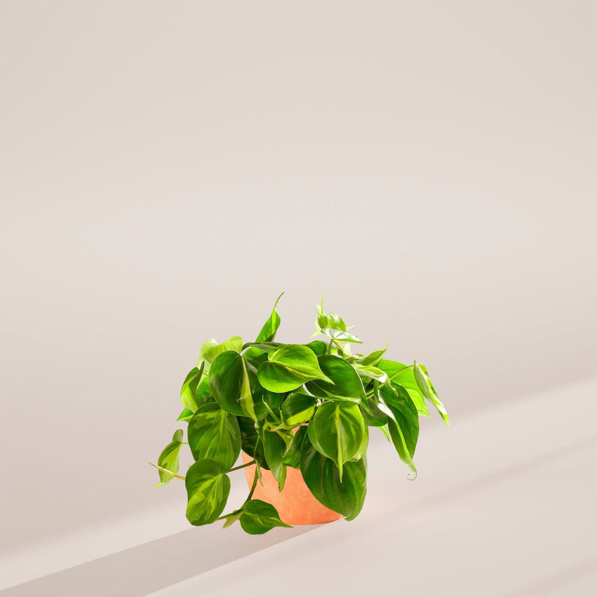 Philodendron Brasil