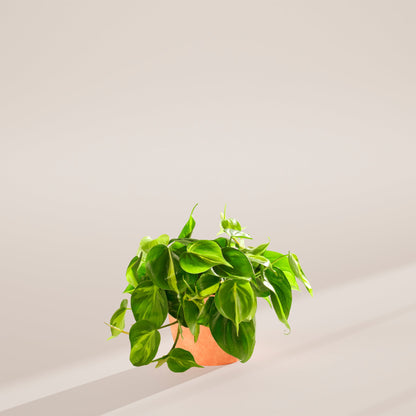 Philodendron Brasil