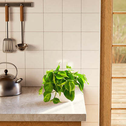 Philodendron Brasil