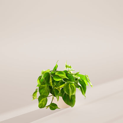 Philodendron Brasil